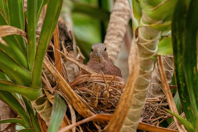 Close-up of bird on grass