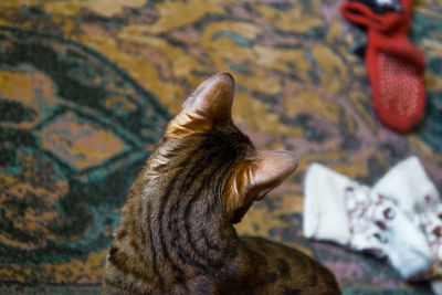 Close-up of  cat looking at red sock on carpet, view from behind