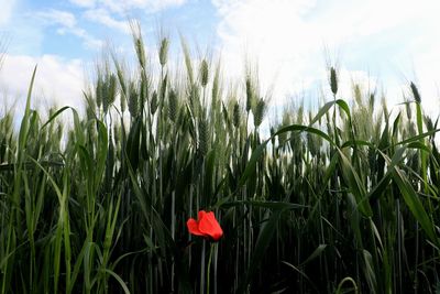 Close-up of red poppy flowers growing in field