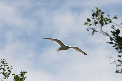 Low angle view of bird flying against cloudy sky