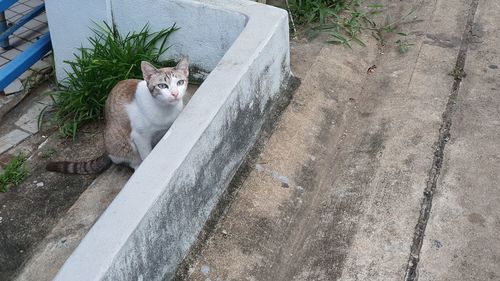 High angle view of cat sitting on footpath