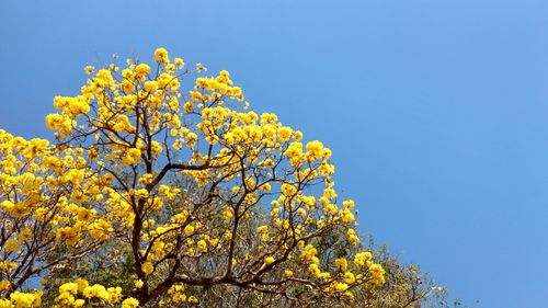 Low angle view of yellow flower tree against clear blue sky