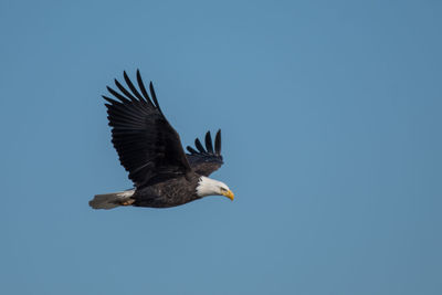 Low angle view of eagle flying against clear blue sky