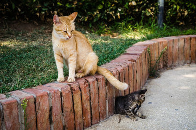 Cat on stone wall