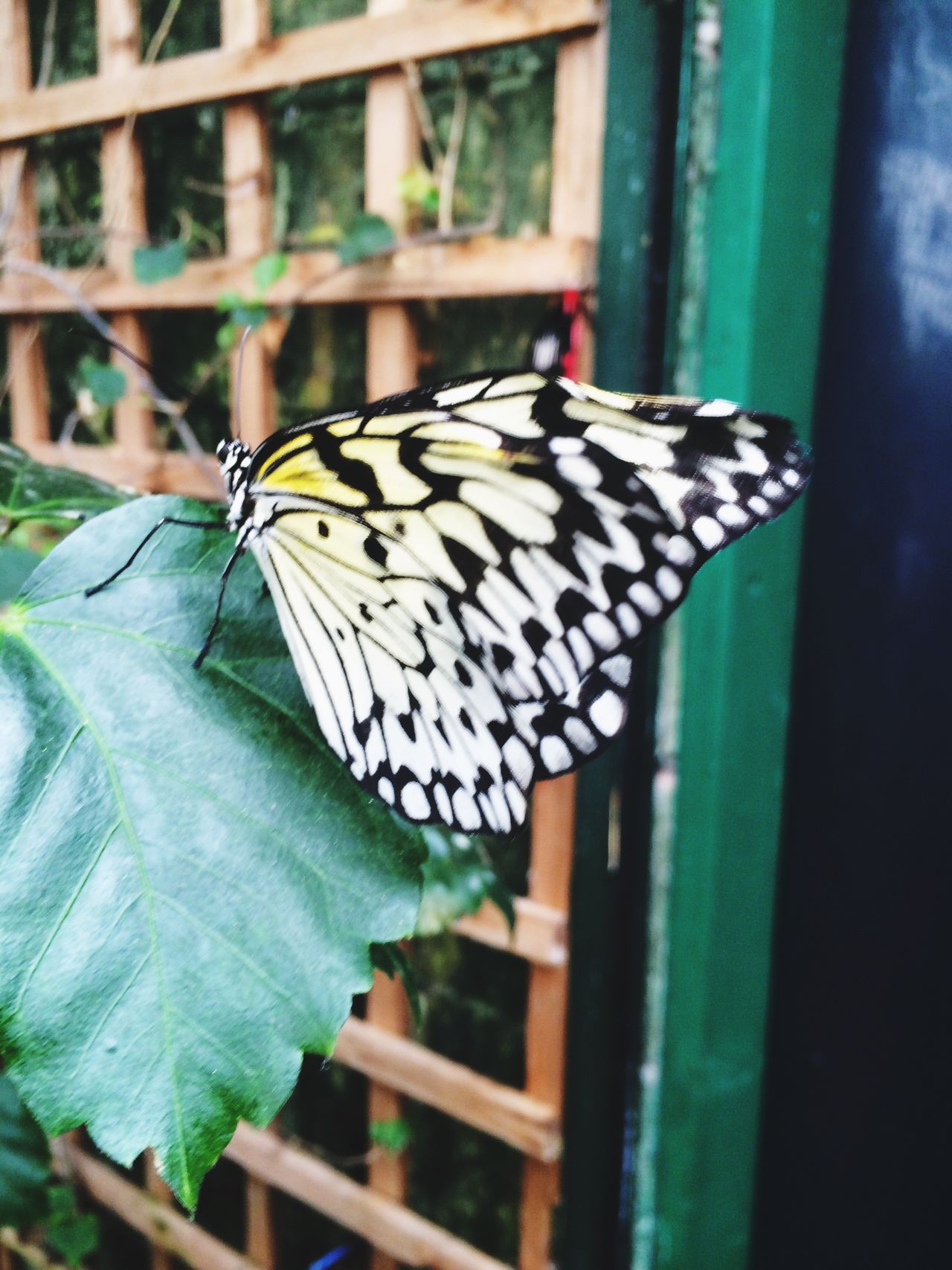 Butterfly farm