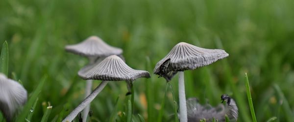 Incredible close-up of mushrooms growing in yard. wild ink cap mushrooms in grass in utah, usa.