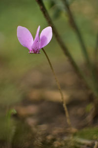 Close-up of pink flowering plant