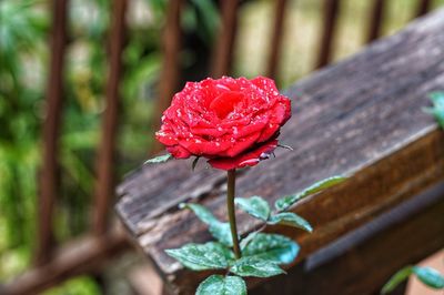 Close-up of red rose on wood