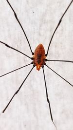 Close-up of insect on wall