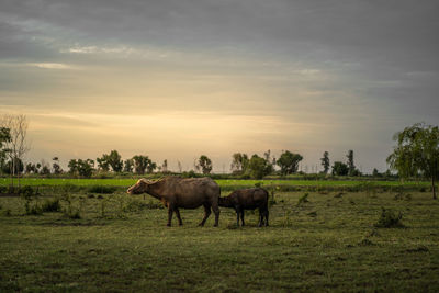 Horses in a field