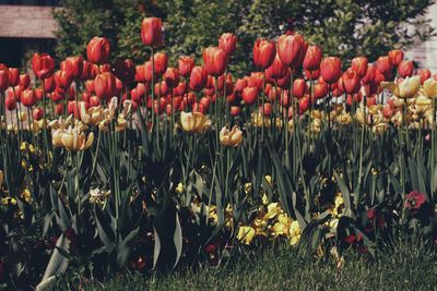 Close-up of red tulips in field