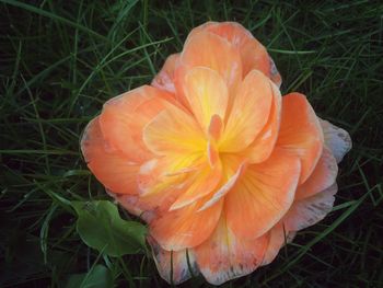 High angle view of orange flower blooming in field