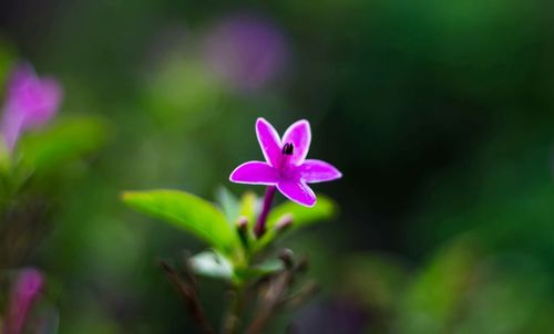 Close-up of pink flower blooming outdoors