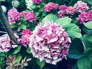 Close-up of pink rose flowers