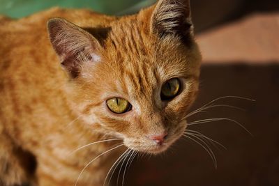 Close-up portrait of a cat