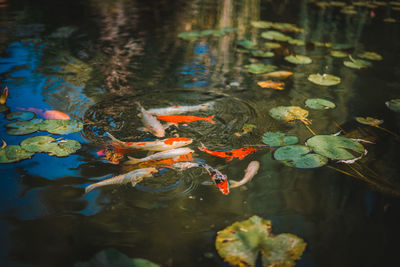 High angle view of koi carps swimming in lake