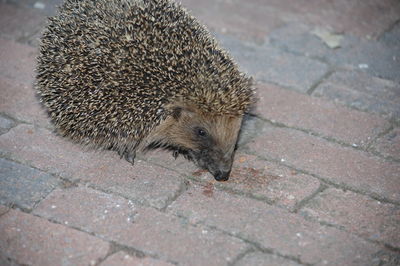High angle view of hedgehog on footpath
