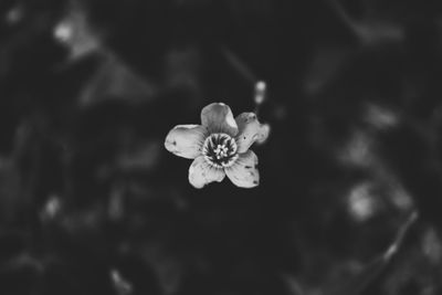 Close-up of white rose flower