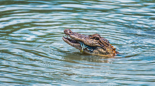 High angle view of crocodile swimming in lake