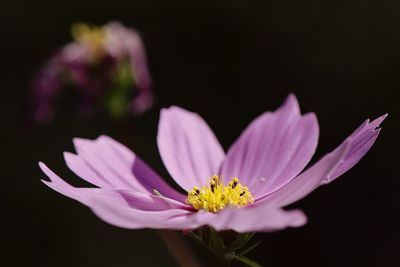 Close-up of flower blooming outdoors