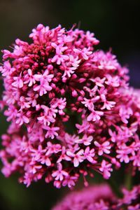 Close-up of flowers blooming outdoors