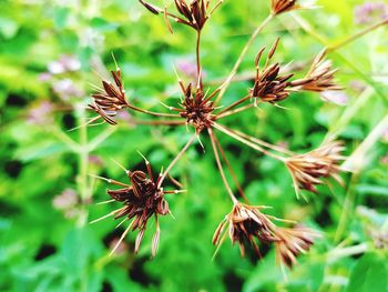 Close-up of wilted plant on field