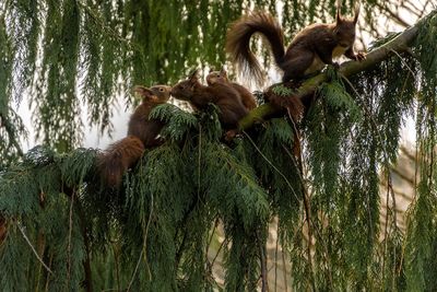 View of monkey on tree in forest