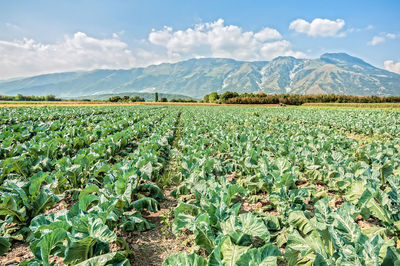 Scenic view of agricultural field against sky