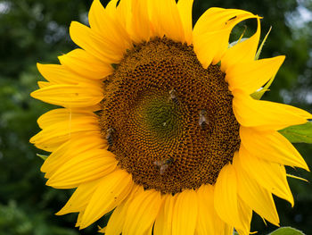 Close-up of sunflower