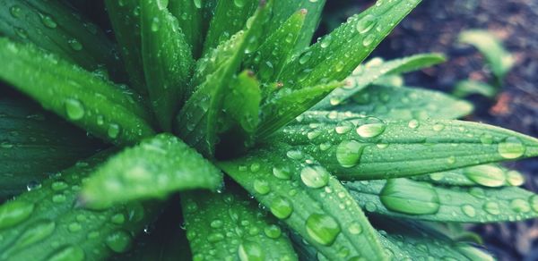 Close-up of wet plant leaves during rainy season