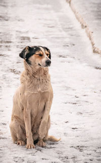 Dog sitting on snow covered land