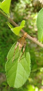 Close-up of insect on leaf