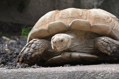 Close-up surface level of turtle