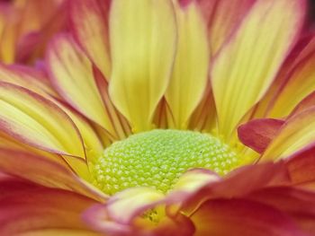 Full frame shot of day lily blooming outdoors