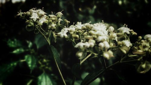 Close-up of flowers blooming outdoors