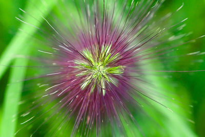 Close-up of dandelion on plant