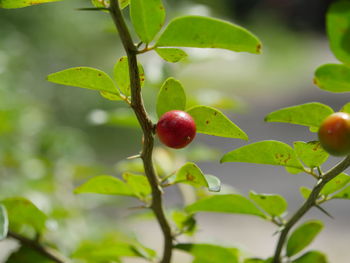 Close-up of berries growing on tree