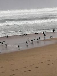 Flock of seagulls on beach