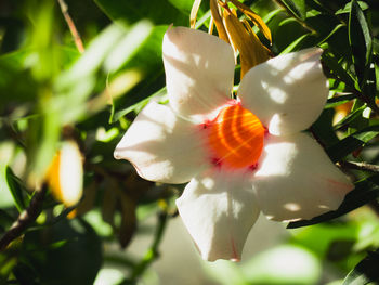 Close-up of flower growing on tree