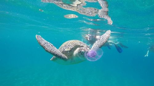 Woman swimming by turtle in swimming pool