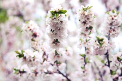 Close-up of pink flowers on branch