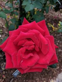 Close-up of rose blooming outdoors