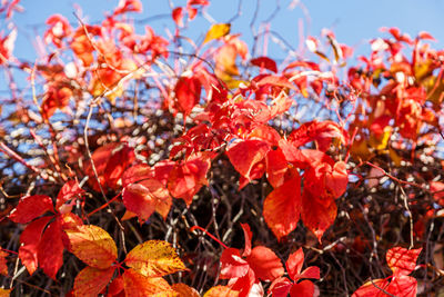 Close-up of red leaves on plant against sky