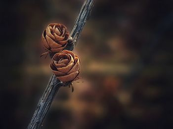 Close-up of wilted flower