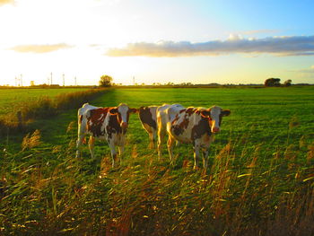 Cows standing in field