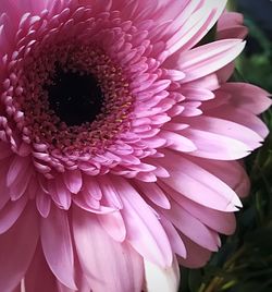 Close-up of pink flower