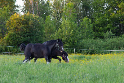 Horse running on grassy field