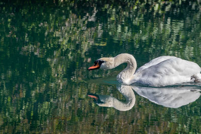 Swan swimming in lake