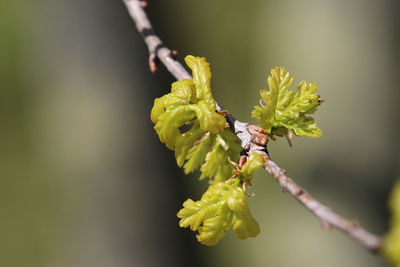 Close-up of plant