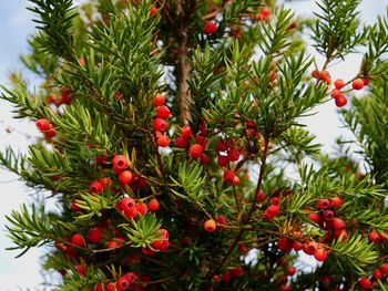 Red berries growing on tree